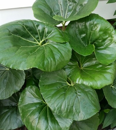 Giant Leopard Plant